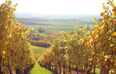 Fototapeta premium golden autumn vineyards on a hill