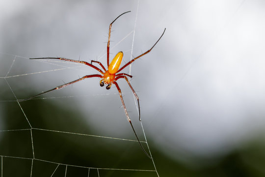 Image of Spider Nephila Maculata, Gaint Long-jawed Orb-weaver (male) in the net. Insect Animal