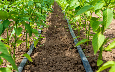 pepper plant and drip irrigation