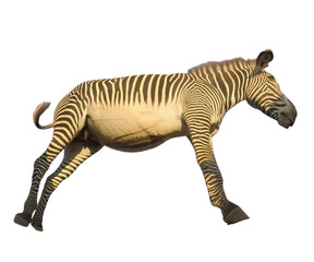 Grevy's Zebra isolated on white background