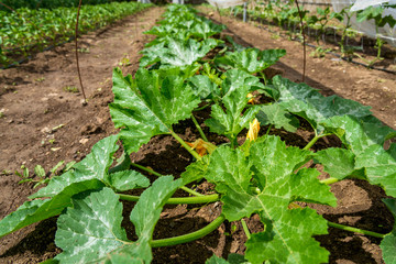 zucchini plant in the garden