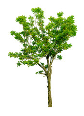 Fototapeta premium tree isolated on white background.