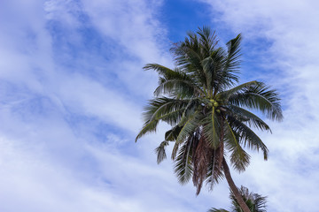 Fototapeta na wymiar The coconut tree and the sky background