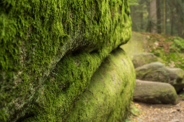 Huge rocks in the forest