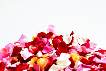 Petals of rose isolated on white background