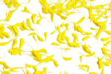 Petals of marigold flower isolated on white background
