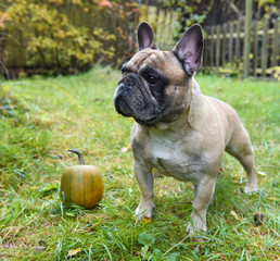 Fototapeta premium French bulldog and pumpkin