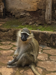 Cameroon Monkey