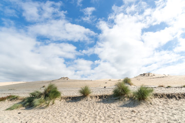 Fototapeta na wymiar Dune du Pyla (Bassin d'Arcachon, France)