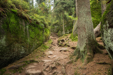 Huge rocks in the forest