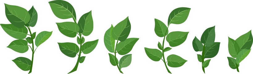 Set of green compound leaves on white background