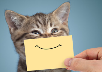 happy cat closeup portrait with funny smile on cardboard