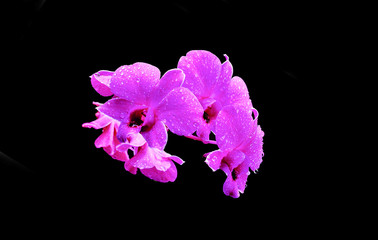 orchid on black background