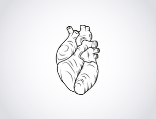 Human heart sketch. Anatomical heart illustration isolated. Enraved.