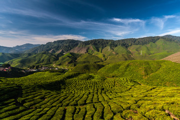 Tea Plantation - 177121105