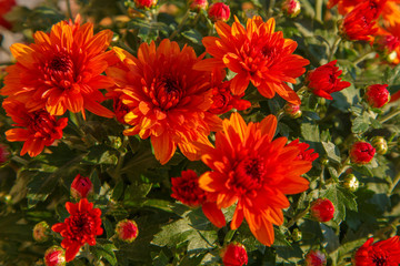 Blooming of a red chrysanthemum in green leaves in a bouquet at the daytime