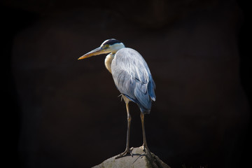 blue heron standing on a rock