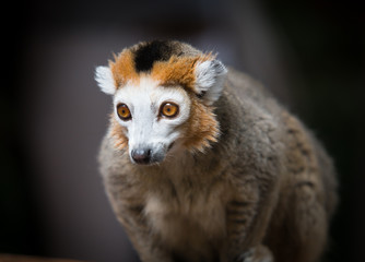 close-up of a sitting crowned lemur