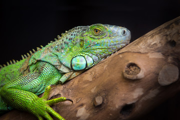 iguana lizard is resting on a branch