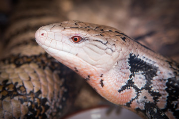 clos-up of a lizard's face