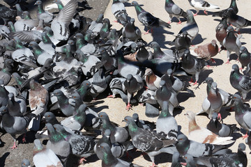 Barcelona Pigeons, Las Ramblas