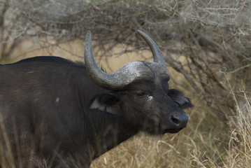 Bovidae, Cape buffalo,