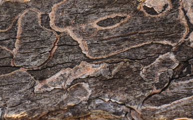Texture of a close-up tree, Macro
