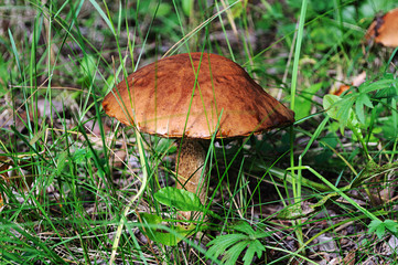 Edible mushroom in green grass