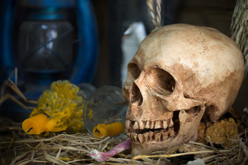 Still Life of Skull in the old barn in Halloween day