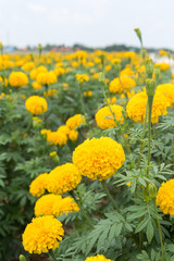 Marigold flowers with blue sky.