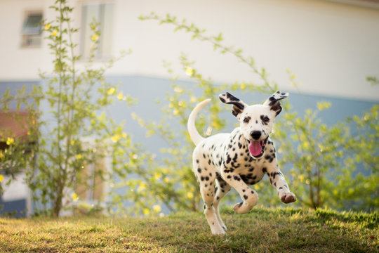 Cachorro d&aacute;lmata correndo feliz sorrindo