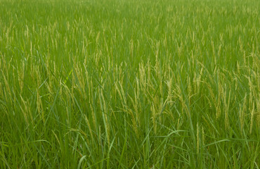 rice field