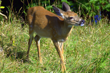 le cousin de bambi