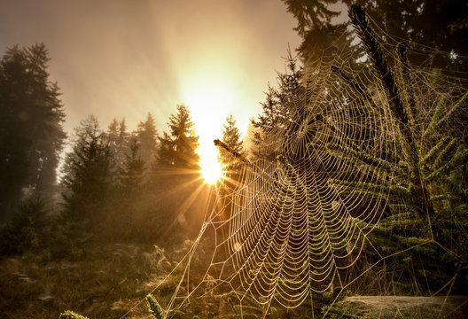 Fototapeta Spider web in forest