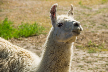 Fototapeta premium Portrait of a white lama