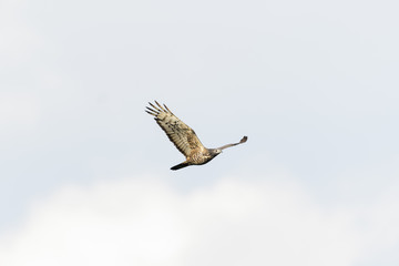 ハチクマ雄の飛翔(honey buzzard)