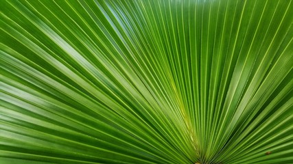 Abstract image of Green Palm leaves in nature
