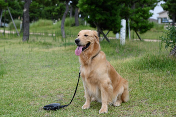 ゴールデンレトリバー