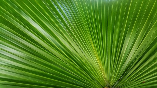 Abstract image of Green Palm leaves in nature
