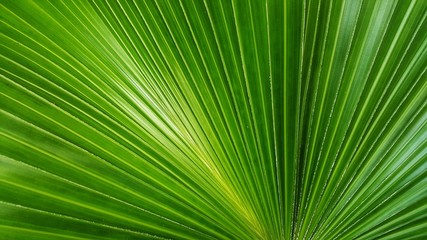 Fototapeta premium Abstract image of Green Palm leaves in nature 