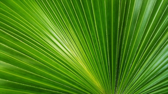 Abstract image of Green Palm leaves in nature
