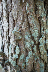 Tree bark with blue moss