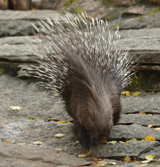 Cute Indian crested porcupine (Hystrix indica), or Indian porcupine