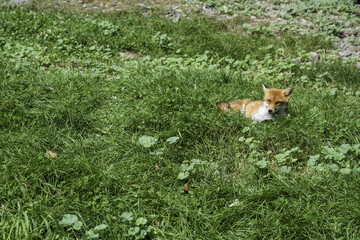 キタキツネ　北キツネ