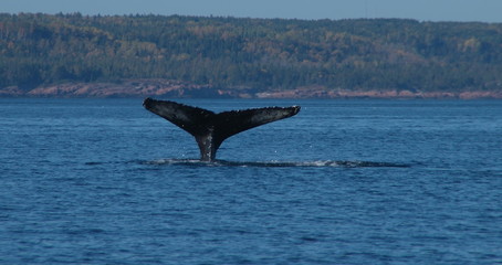 Fototapeta premium baleine à bosse