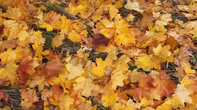 Autumn in nature. Intense falling leaves