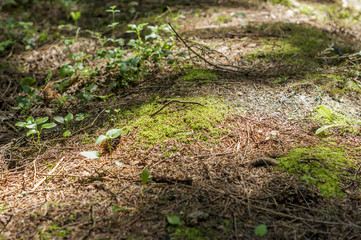 closeup of forest soil with moss and young sprouts and pine needles under the sun rays