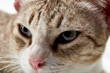 American Short hair cat lying