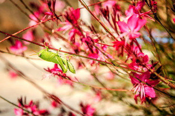 A green grasshopper hangs on one of the flower stalks Gaur Lindhammer clasping the stem with its paws.