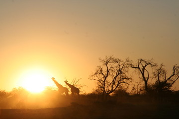 Fototapeta na wymiar Girafes en ombre